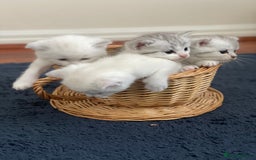 British Shorthair cats for sale: 4 Beautiful British short hair & Ragdoll kittens - Image 1