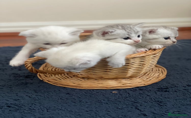 British Shorthair cats - Advert 2