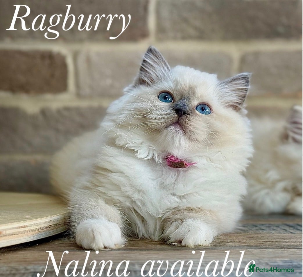 Ragdoll cats mitted girl 2 boys (£900) available (TIMEWASTERS)  - Advert 1