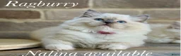 Ragdoll cats for sale: READY TO GO 1 left  (£900) available(TIMEWASTERS)  - Advert 4