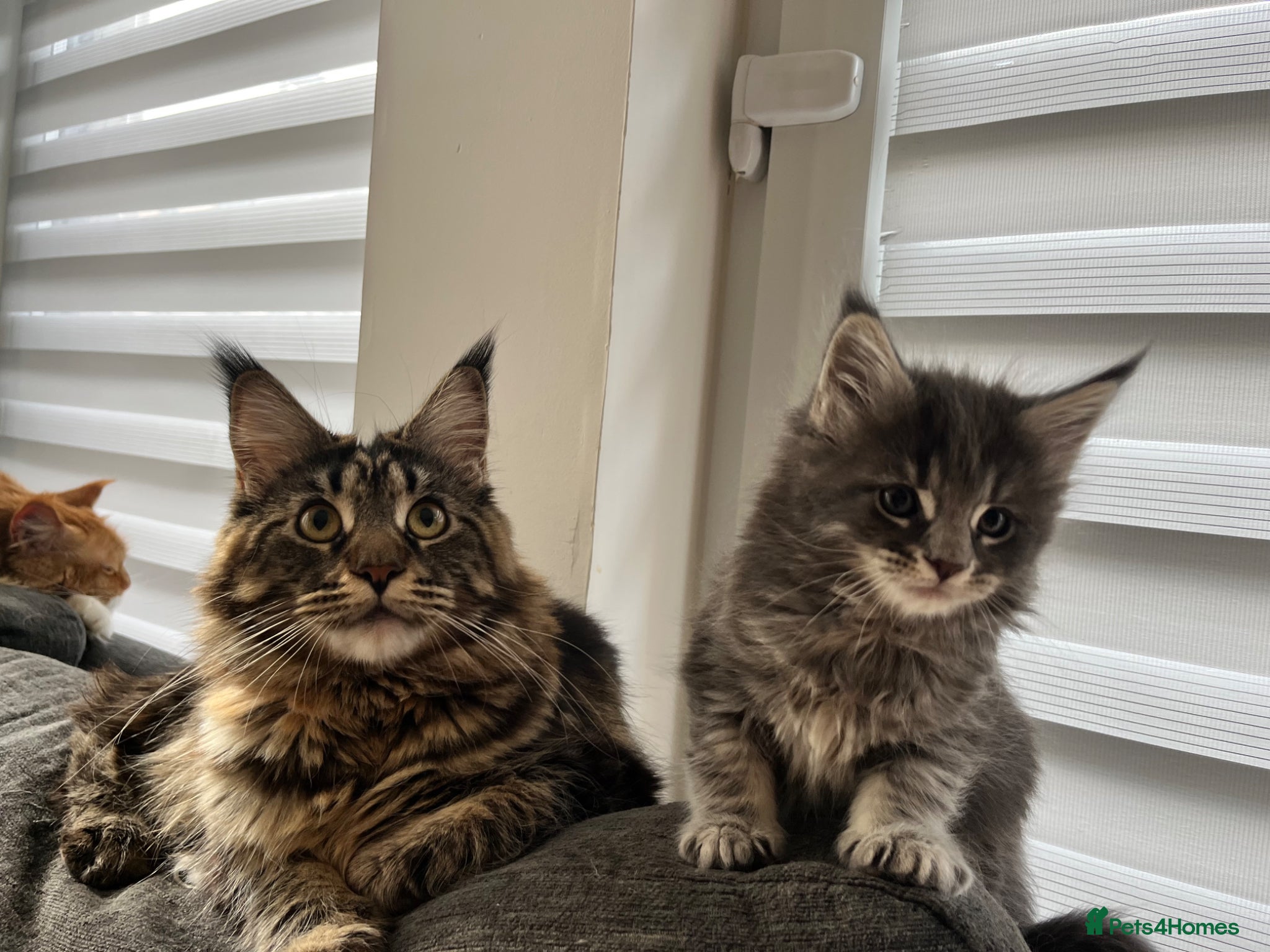 Maine Coon cats Maine coon kittens looking for homes forever  - Advert 2