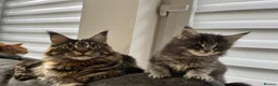 Maine Coon cats for sale: Maine coon kittens looking for homes forever  in Edinburgh - Advert 1