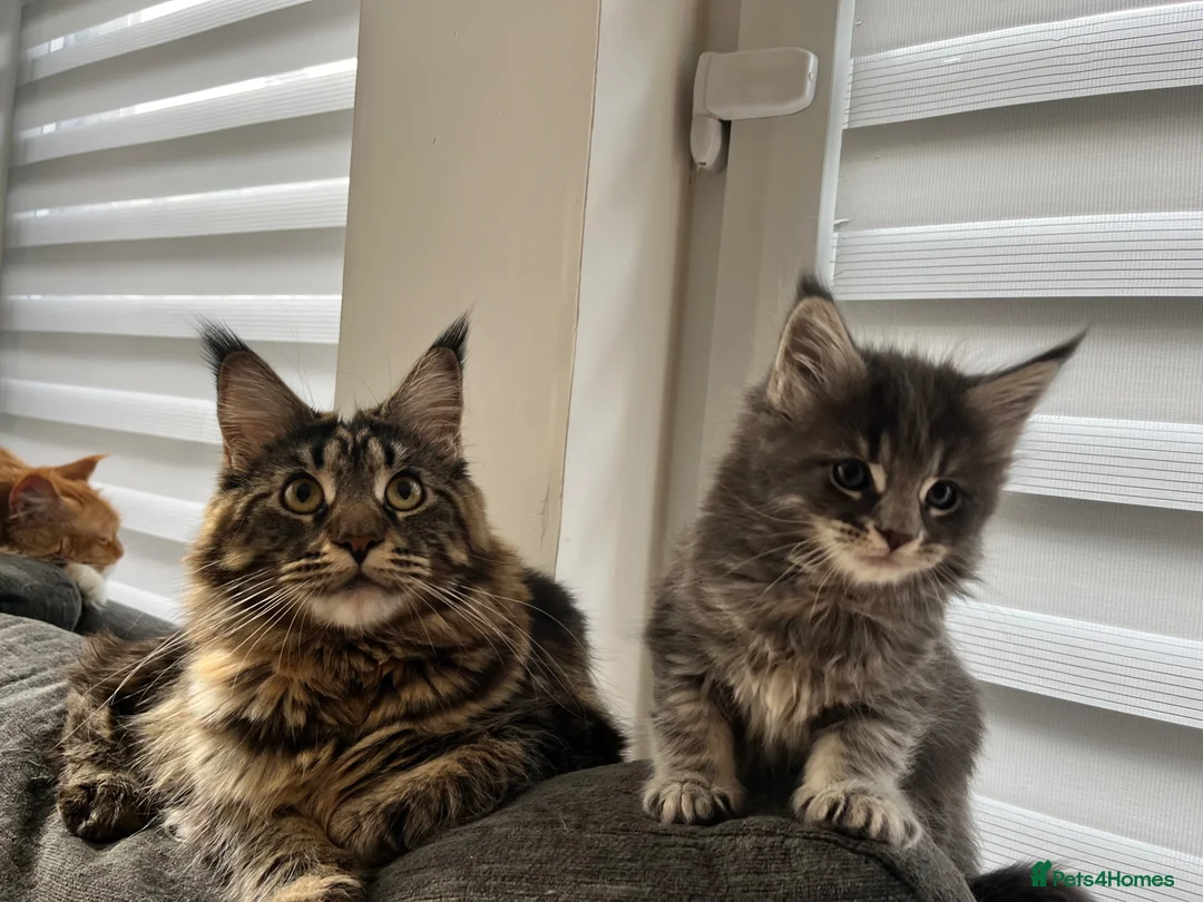 Maine Coon cats for sale: Maine coon kittens looking for homes forever  in Edinburgh - Advert 1