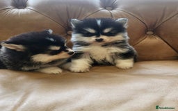 Pomsky dogs for sale:  toy size multi-generational pomsky puppies  - Image 8