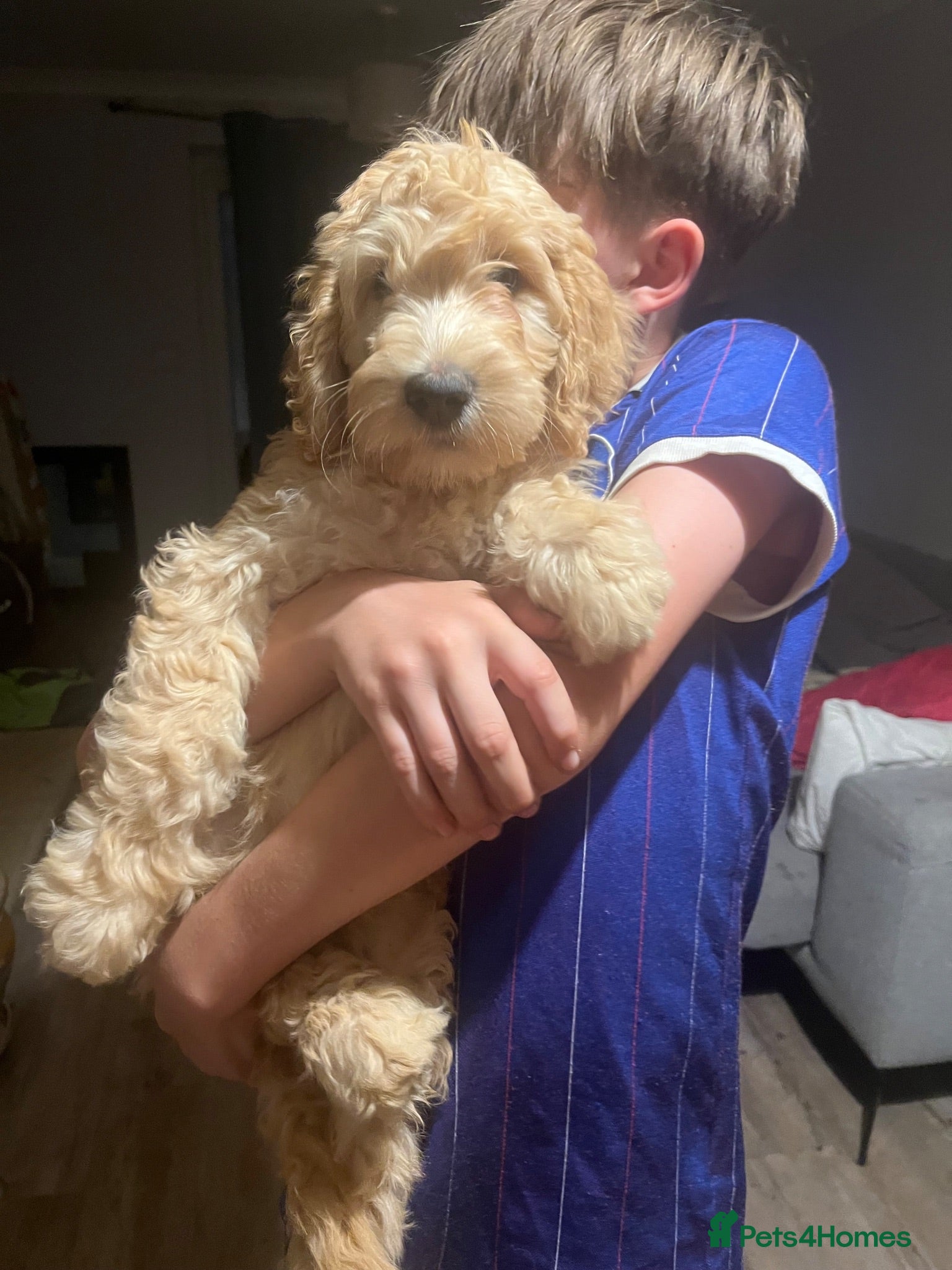 Double Doodle dogs Stunning Labradoodle X Goldendoodle litter of 10  - Advert 2