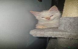 Ragdoll cats for sale: Beautiful Ragdoll Kitten  - Image 6