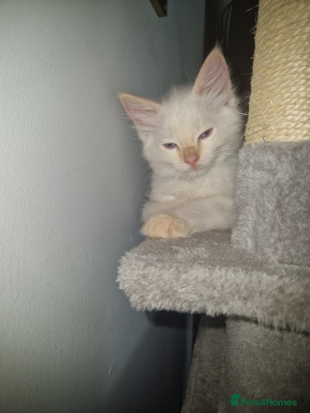 Ragdoll cats for sale: Beautiful Ragdoll Kitten  - Image 6