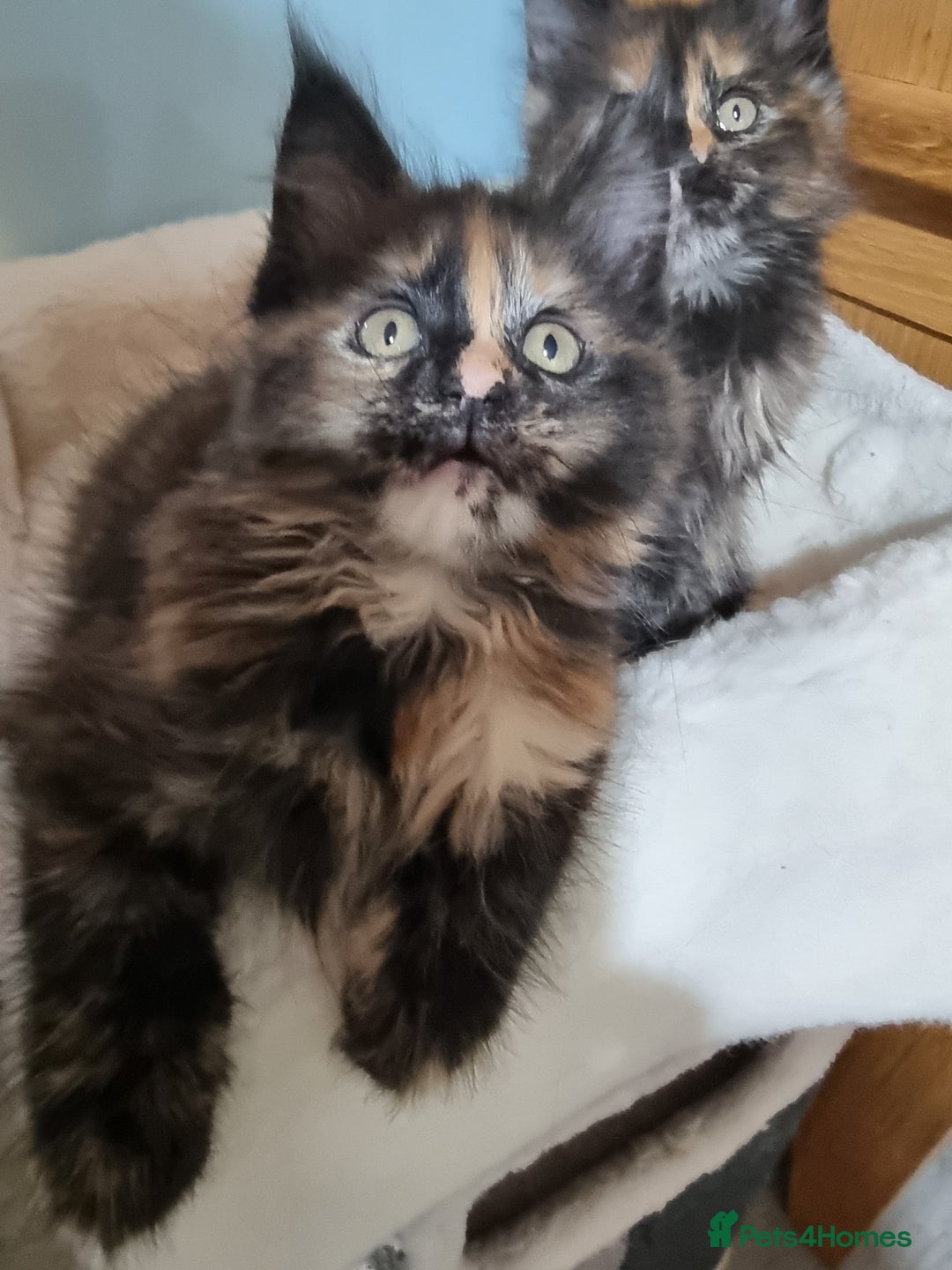 Maine Coon cats for sale: Pedigree GCCF Registered Maincoon Kittens - Image 7