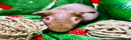 Guinea Pig rodents for sale: Superb Friendly pair of Skinny Pig Boys - Advert 14