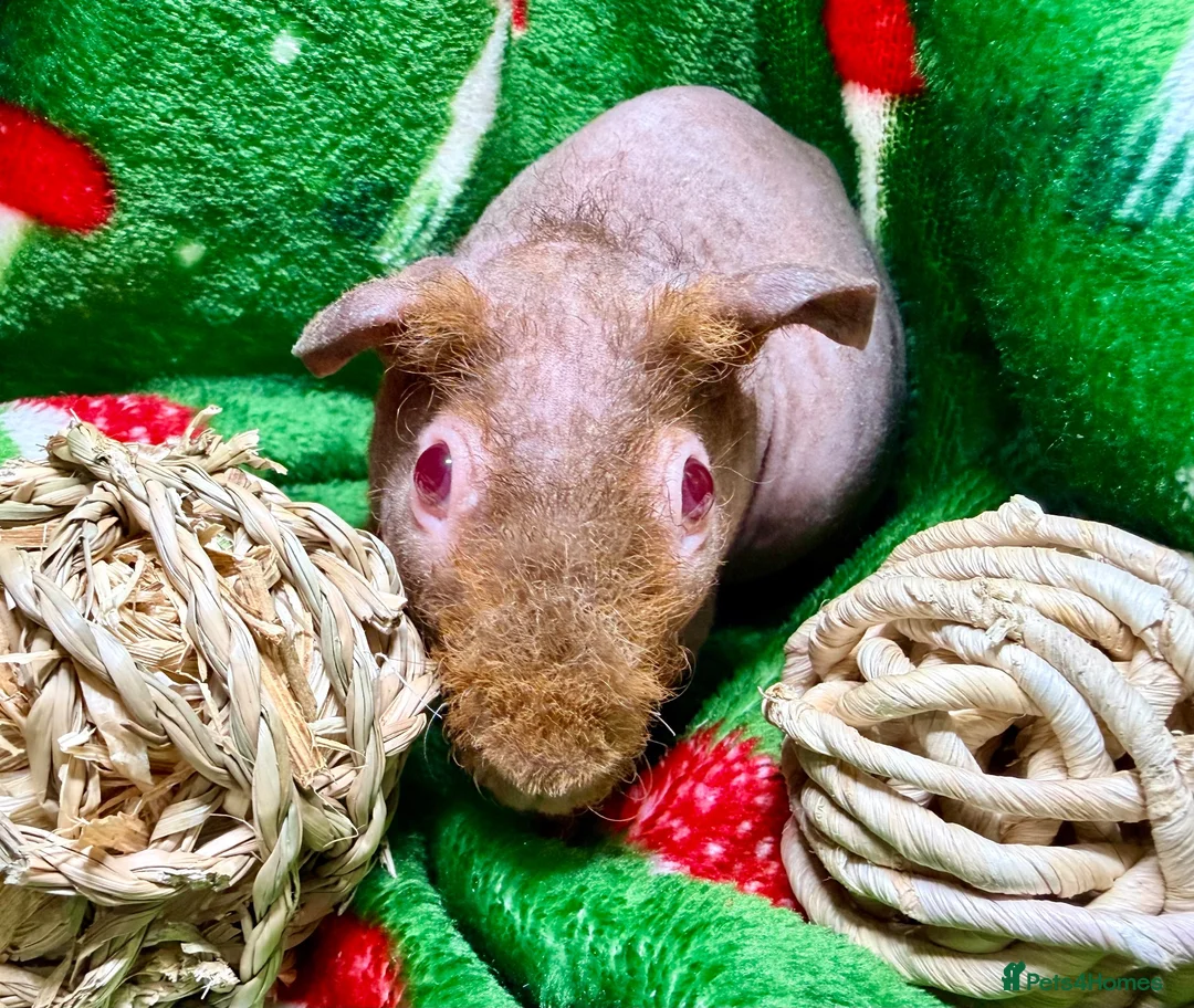 Guinea Pig rodents for sale: Superb Friendly pair of Skinny Pig Boys - Advert 14