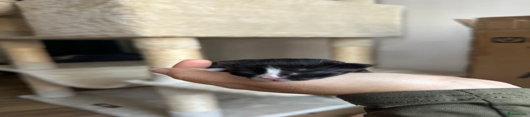 Domestic Shorthair Kitten 1
