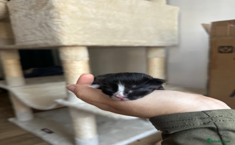 Domestic Shorthair cats - Advert 2