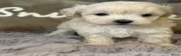 Maltipoo dogs for sale: Maltipoo Babies  - Advert 4