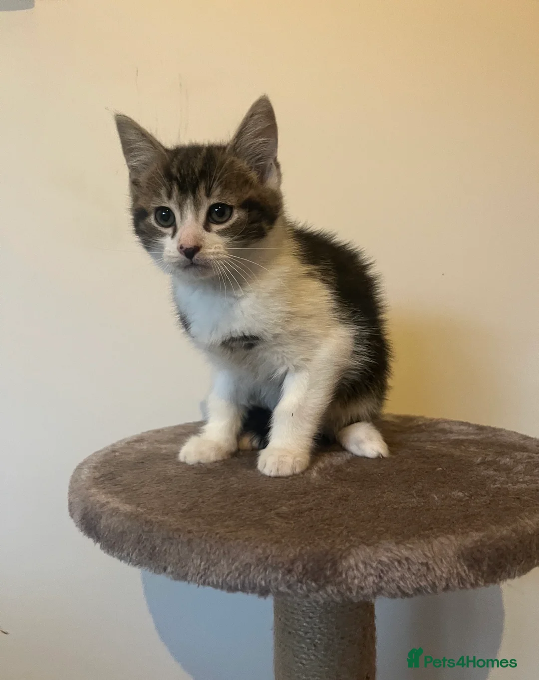 Mixed Breed cats for sale: MAINECOON X KITTENS  - Advert 3