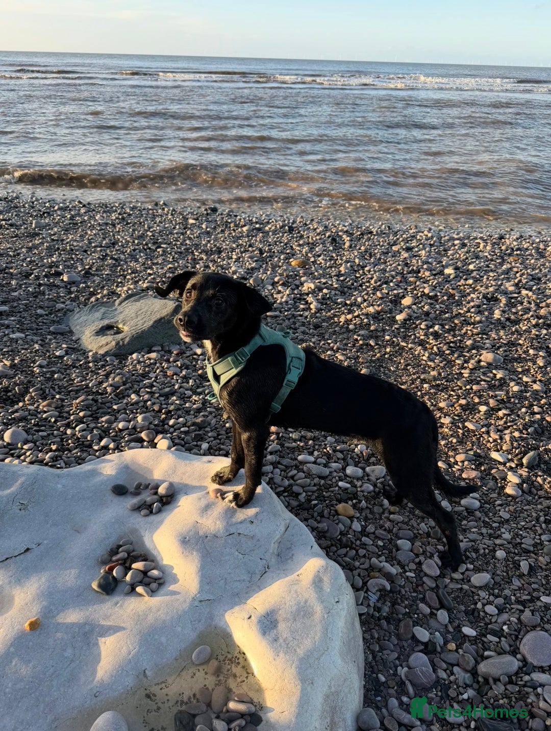 Mixed Breed dogs for sale: Marley the loveable Borador - Advert 4