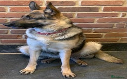 German Shepherd dogs for sale: German shepherd girl  - Advert 1