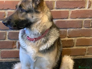 German Shepherd dogs German shepherd girl - Advert 7