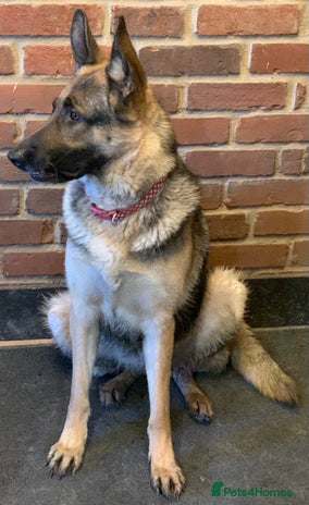 German Shepherd dogs German shepherd girl - Advert 1