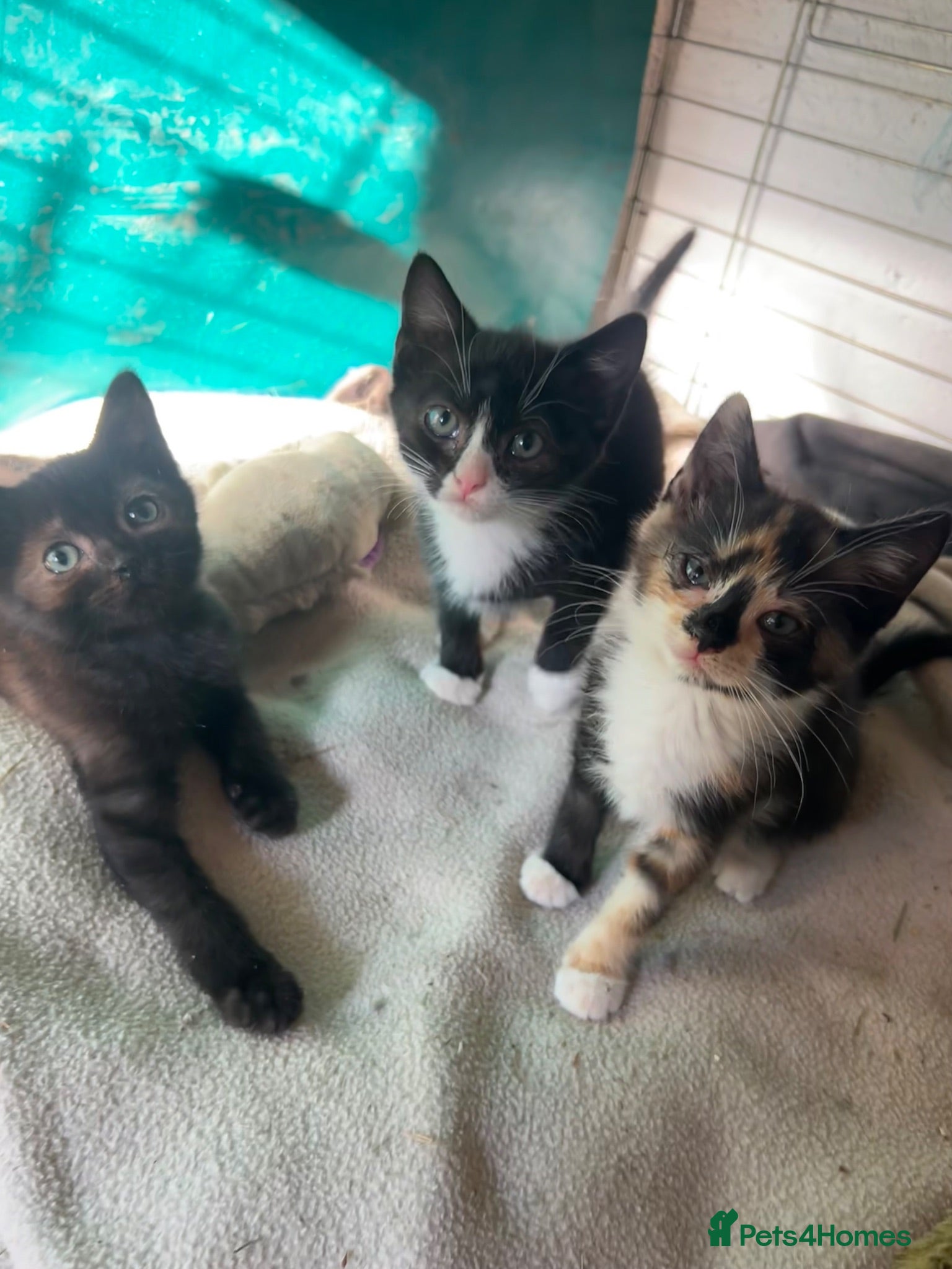 Mixed Breed cats Kittens for sale - Advert 6