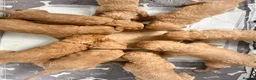 Australian Labradoodle dogs for sale: Super Top Quality Medium Australian Labradoodles - Advert 14