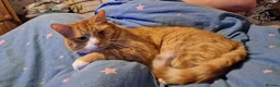 Domestic Shorthair cats for sale: Ginger Male Cat in Kidderminster - Advert 23