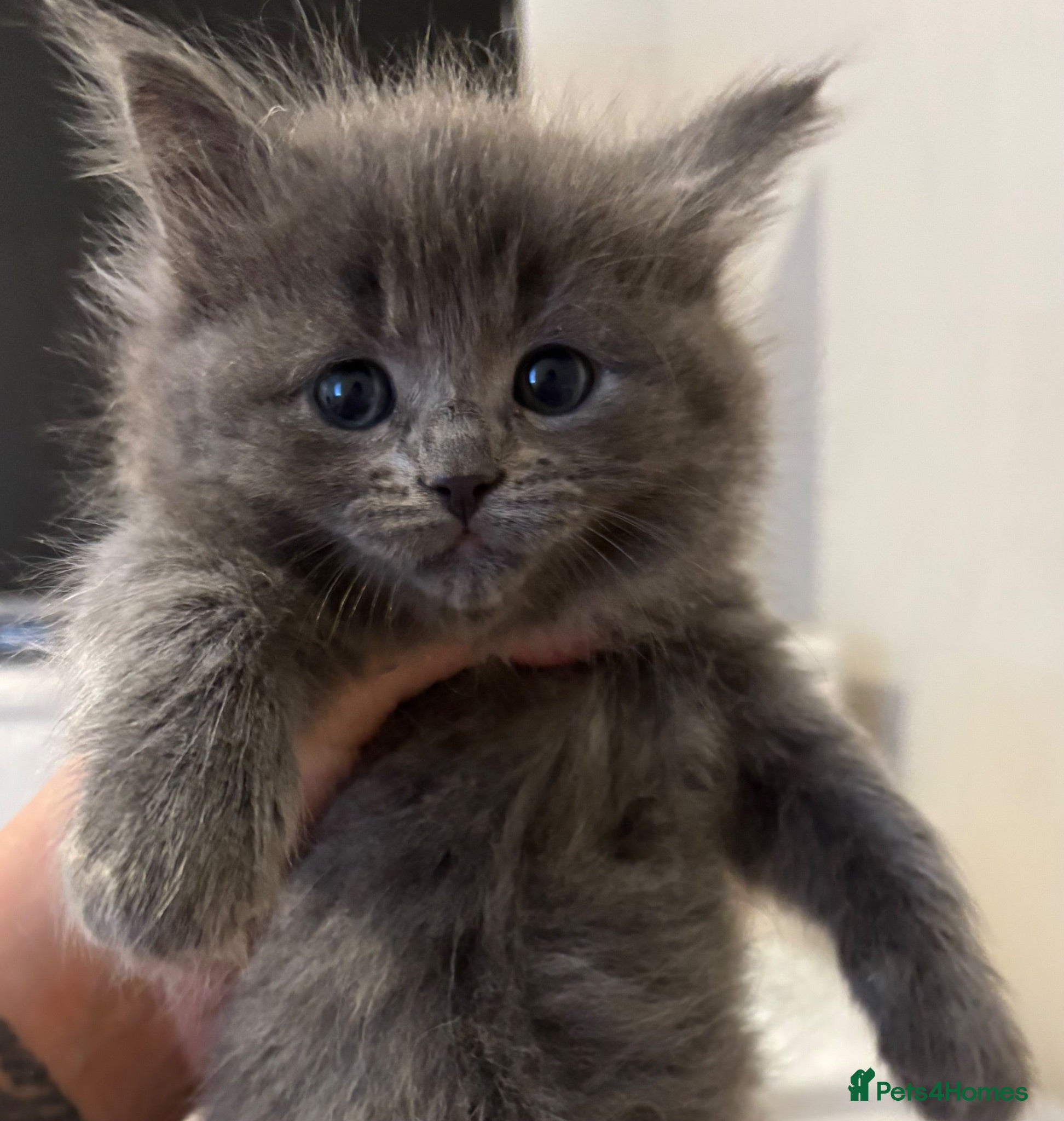 Ragdoll cats Ragdoll X Maine Coon kittens  - Advert 19