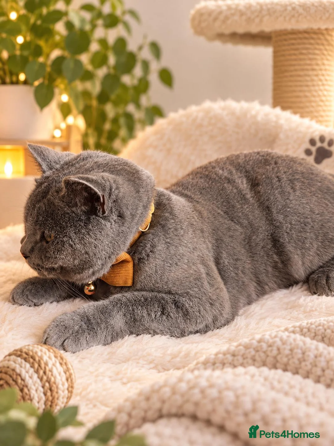British Shorthair cats for sale: Handsome Tommy  in Enfield - Advert 2