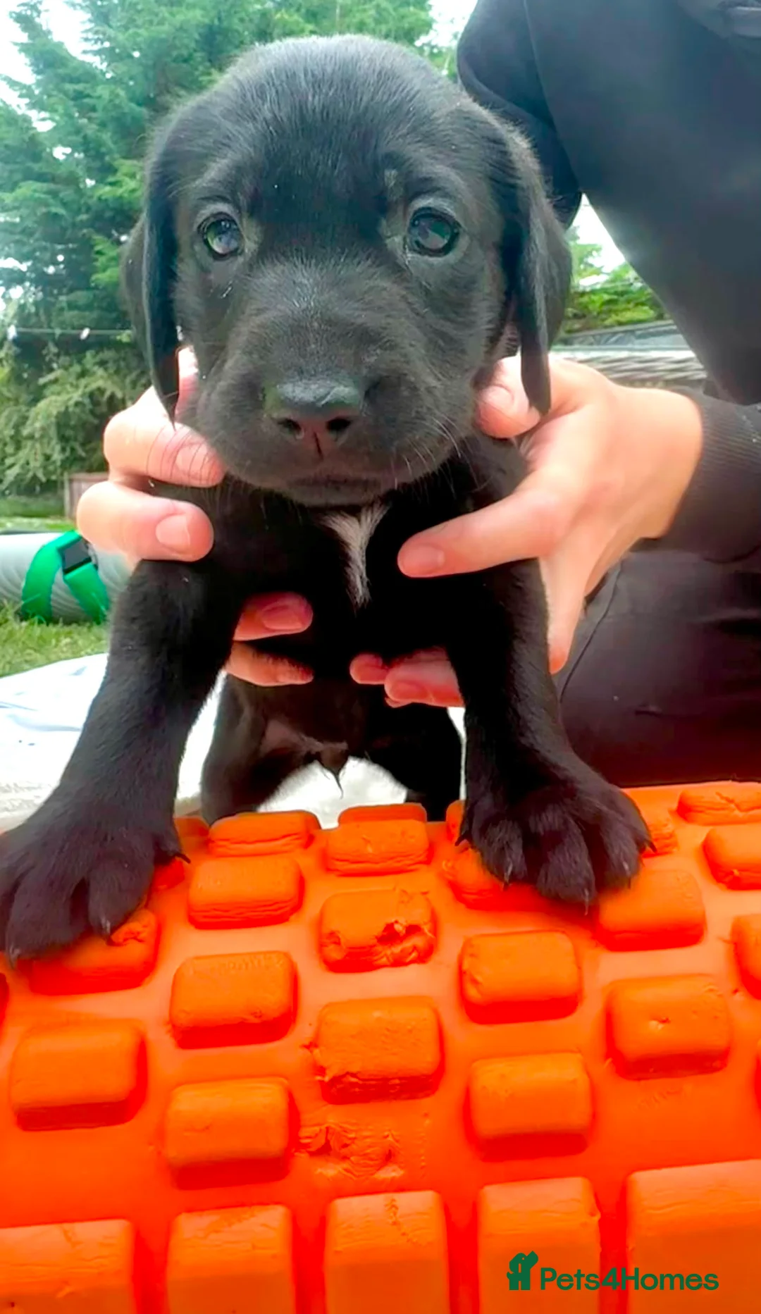 Labrador Retriever dogs for sale: Puppies for sale  in Dalkeith - Advert 7