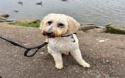 Goldendoodle dogs for sale: Beautiful male Goldendoodle looking for a home - Image 6