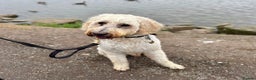 Goldendoodle dogs for sale: Beautiful male Goldendoodle looking for a home - Advert 6