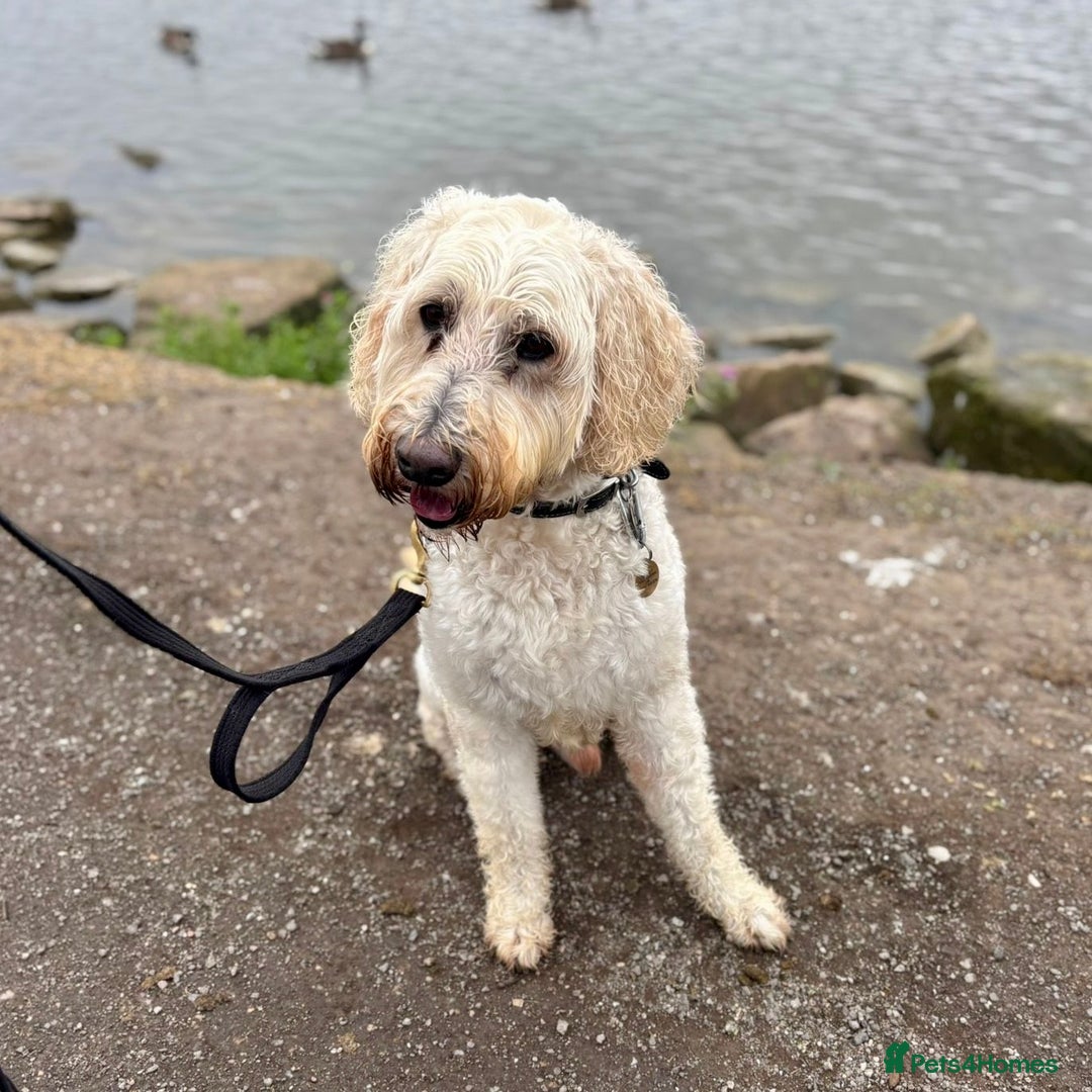 Goldendoodle dogs for sale: Beautiful male Goldendoodle looking for a home - Image 6