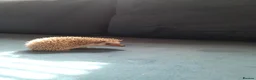 Pygmy Hedgehog rodents for sale: Baby African pygmy hedgehogs for sale  in Leicester - Advert 9