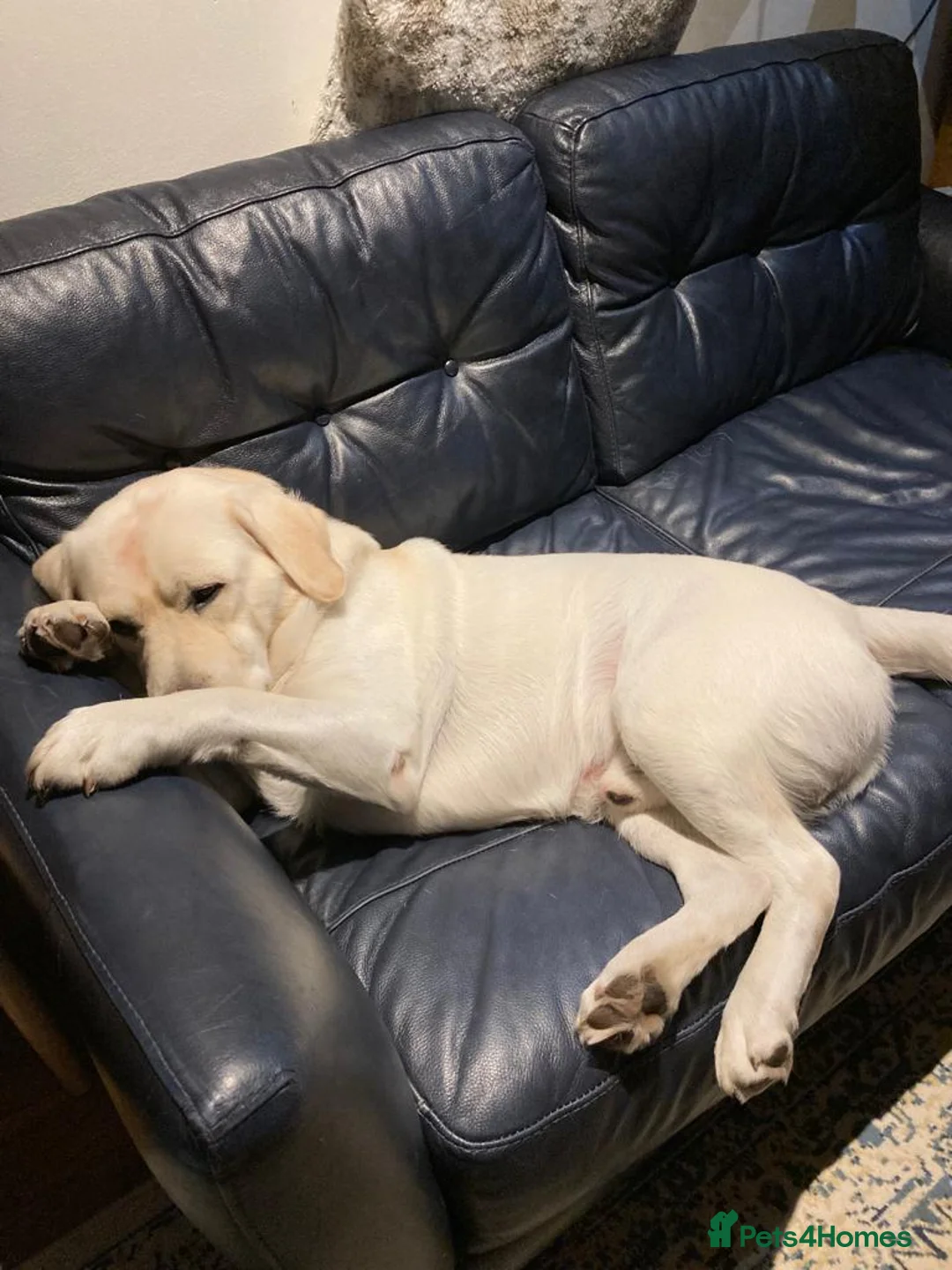 Labrador Retriever dogs for stud: Stunning Labrador, Champion Lines, Discounted Fee in Huddersfield - Advert 11