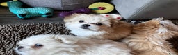 Mixed Breed dogs for sale: Malti-Pom Puppies - £1200 - Advert 18