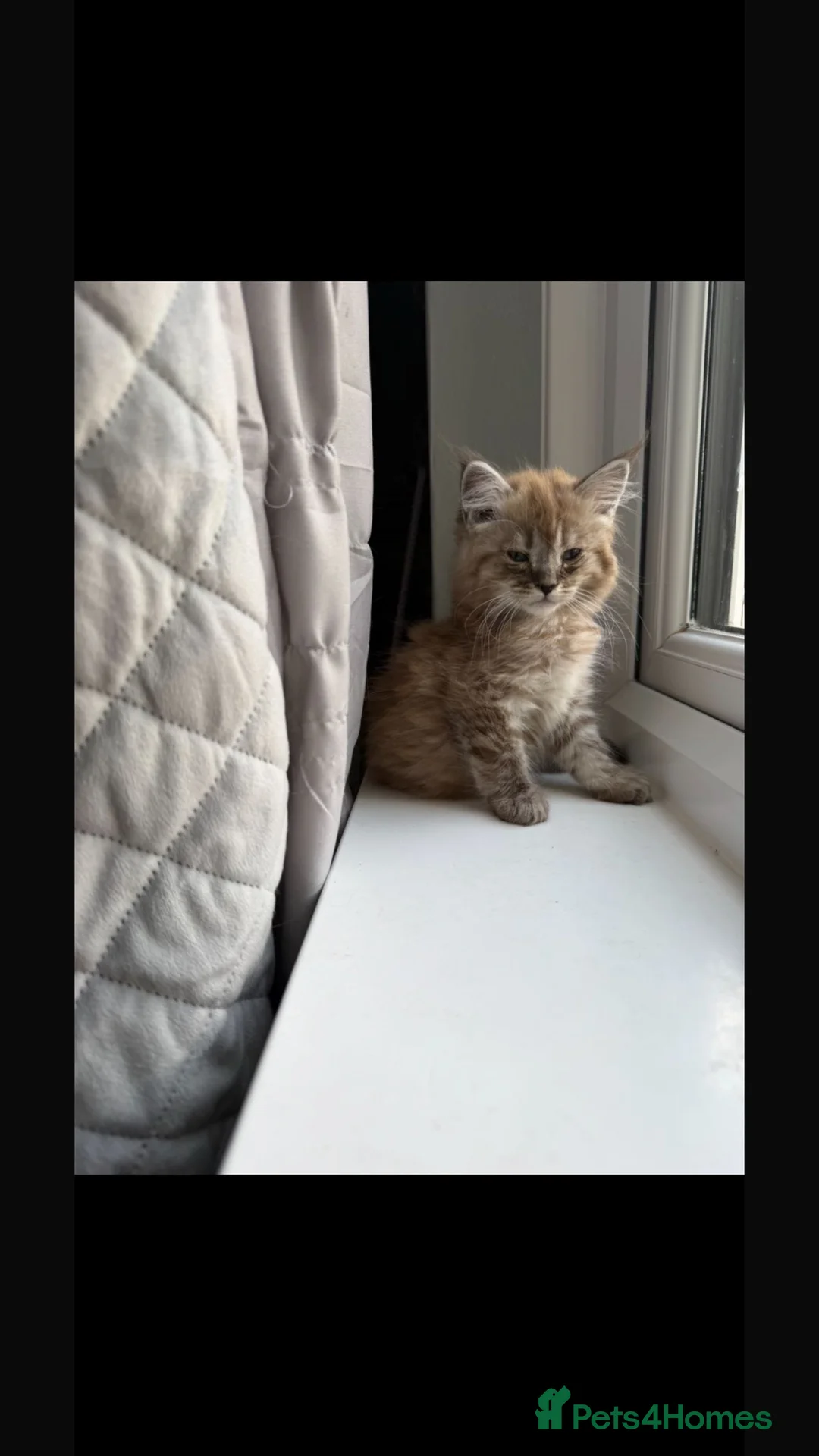 Maine Coon cats for sale: READY TO GO🏡🏡 Gaint mainecoon babies - Advert 1