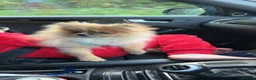 Pomeranian dogs for sale: Pomeranian puppy 💙 in Gateshead - Advert 3