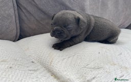 French Bulldog dogs for sale: French bulldogs puppy’s for sale - Advert 17
