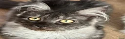 Maine Coon cats for sale: Beautiful GCCF Registered Maine Coon Kittens - Advert 8