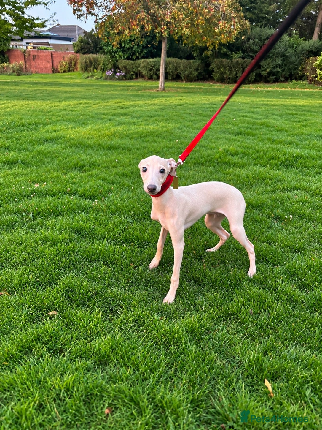 Italian Greyhound dogs Exceptional KC registered health tested ready now - Advert 3