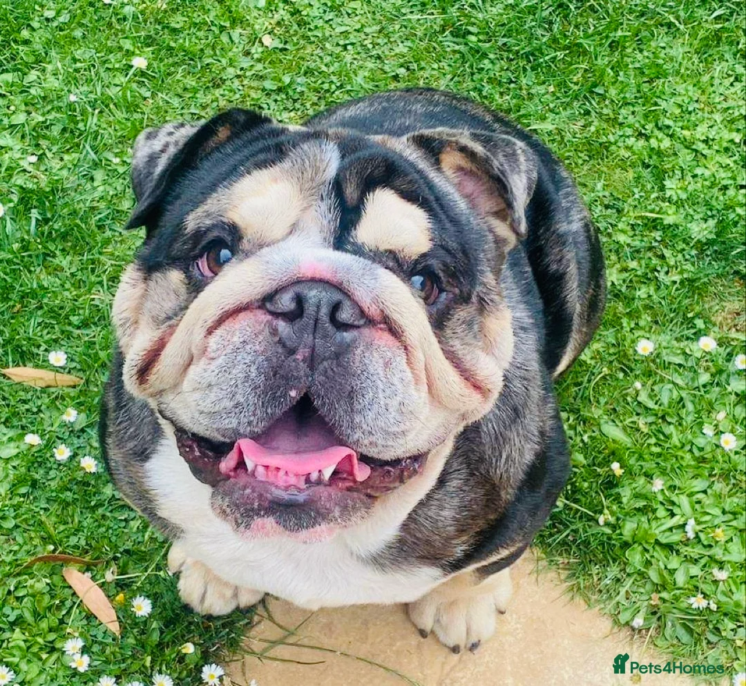 English Bulldog dogs for stud: 🌟Otis English Bulldog @stud in Telford - Advert 5