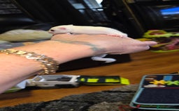 Sugar Glider rodents for sale: SOLD Rare male ruby leu sugar glider - Image 3