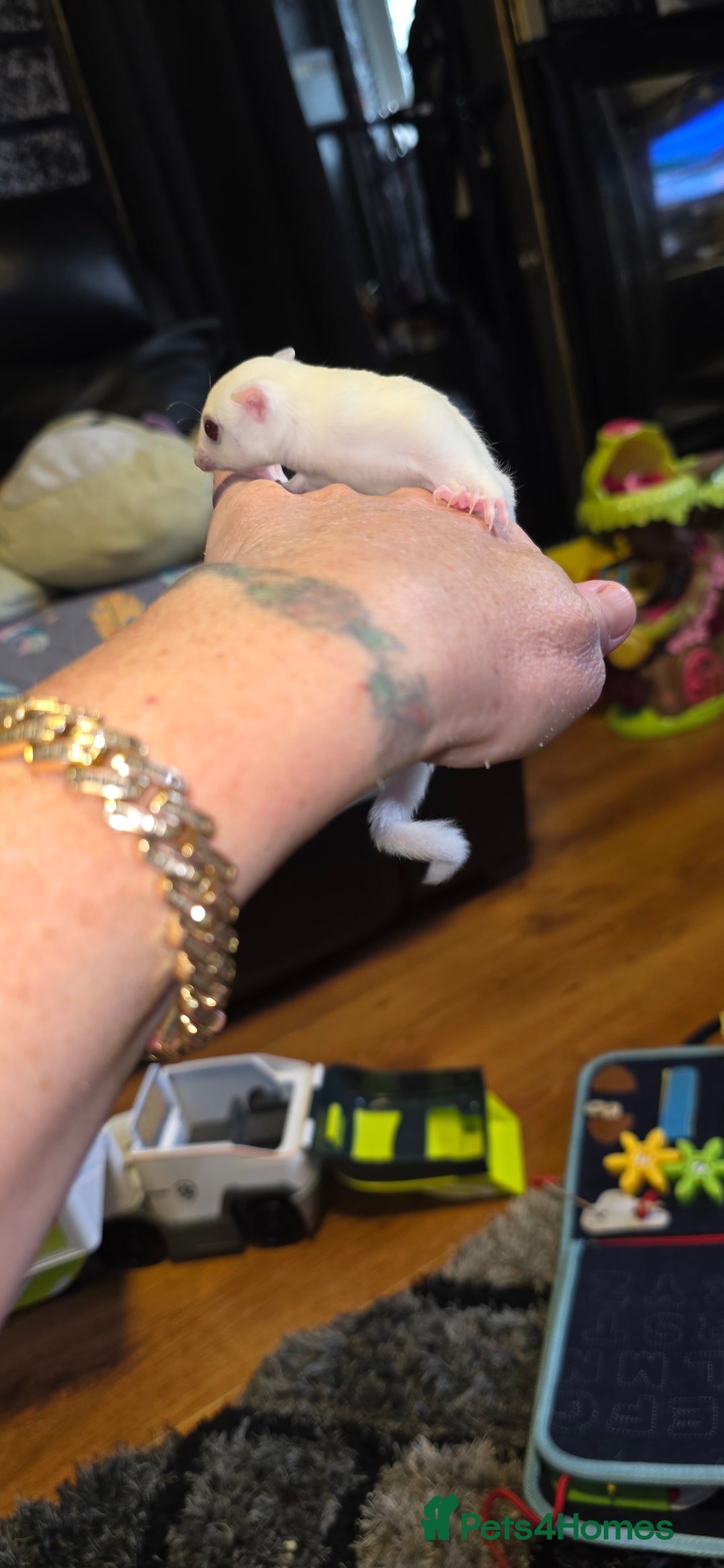 Sugar Glider rodents for sale: SOLD Rare male ruby leu sugar glider - Image 3