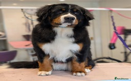 Bernese Mountain Dog dogs for stud: KC / Health tested male  - Image 2