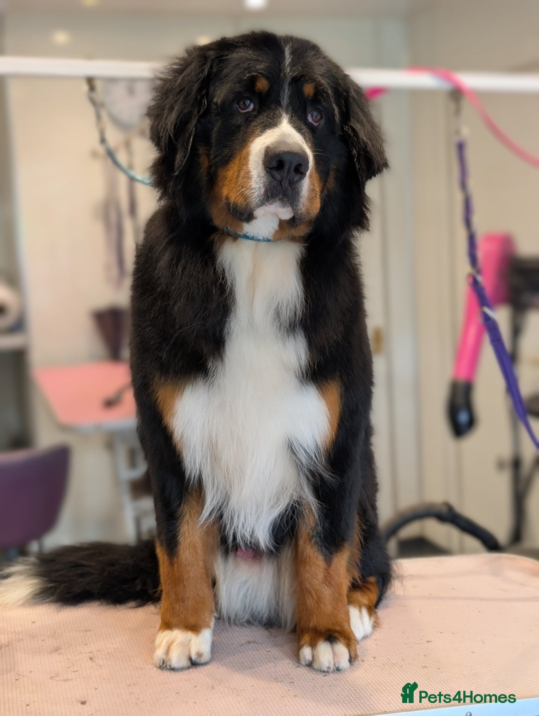 Bernese Mountain Dog dogs for stud: KC / Health tested male  - Image 2