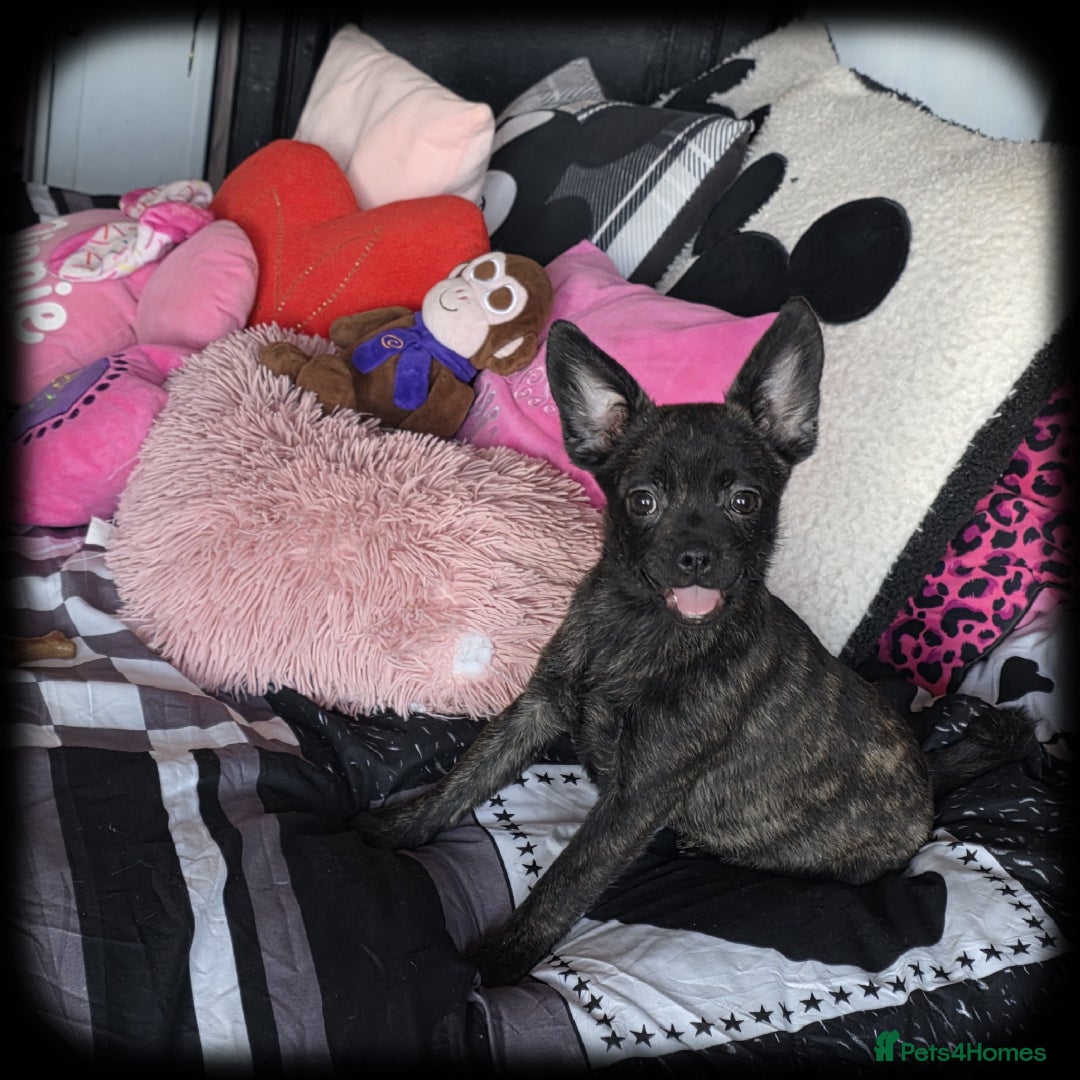 French Bulldog dogs for sale: ❤️⭐️  Adorable Frenchie poms ❤️⭐️ ONLY 3 LEFT ⭐️ - Advert 2