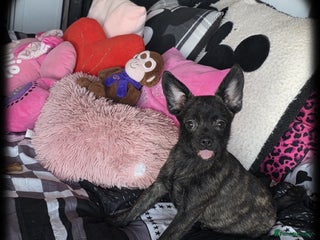 French Bulldog dogs ❤️⭐️ Adorable Frenchie poms ❤️⭐️ ONLY 3 LEFT ⭐️ - Advert 16