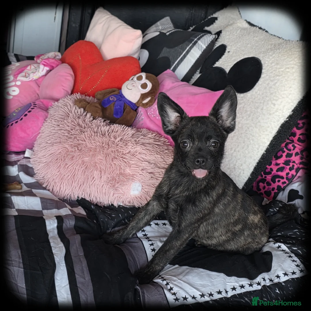 French Bulldog dogs for sale: ❤️⭐️ ONE Frenchie Pom GIRL LEFT ❤️⭐️ - Advert 7