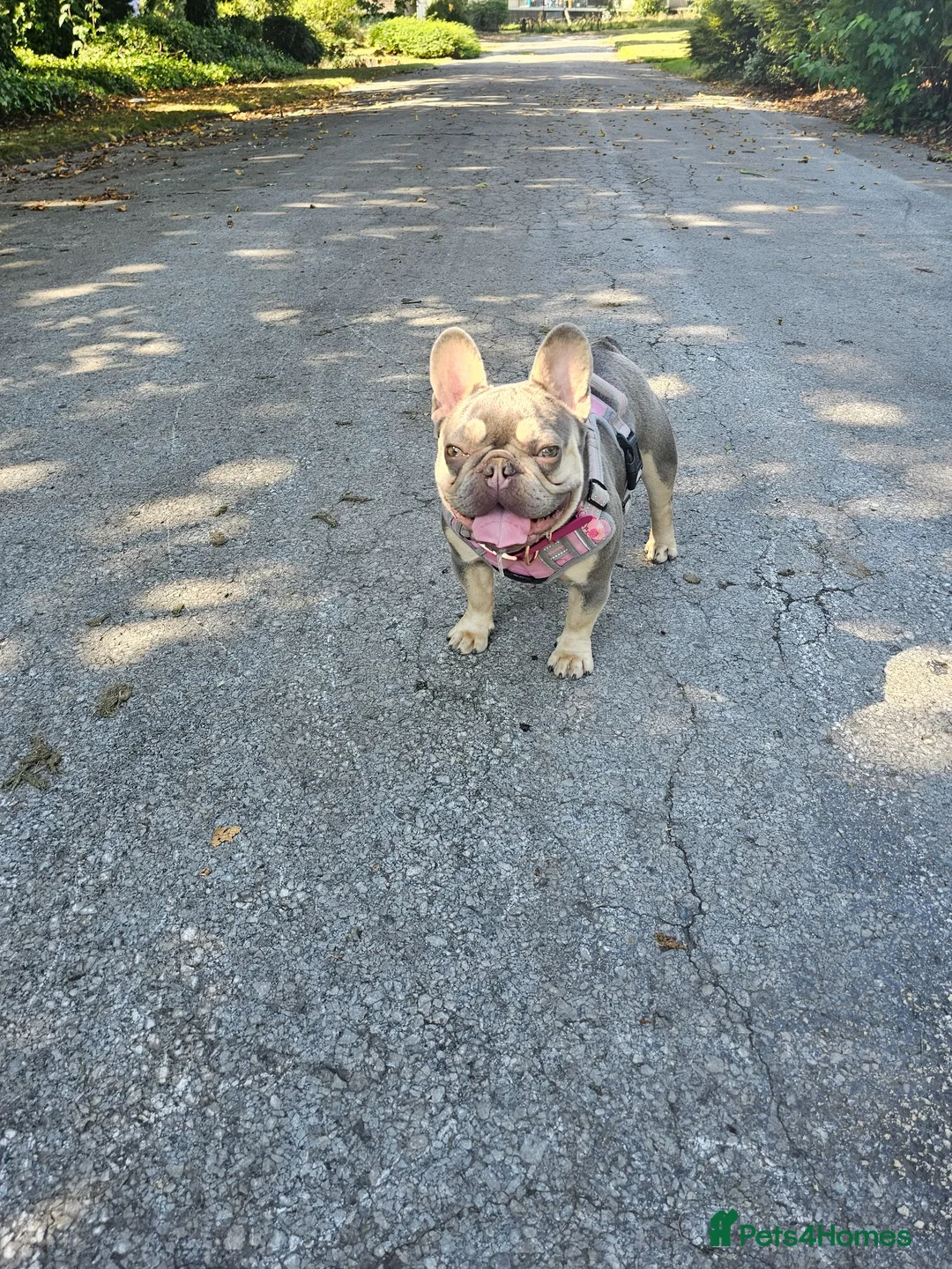 French Bulldog dogs for sale: KC registered miniature size French Bulldog Bitch - Advert 2