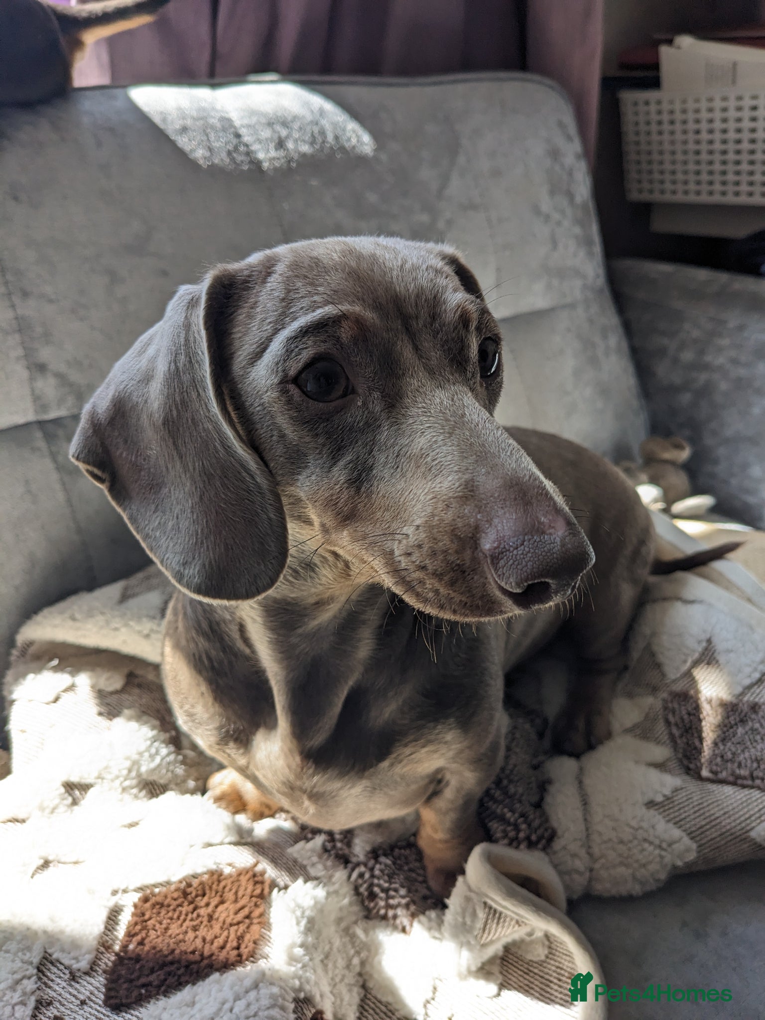 Dachshund dogs Female Dachsund - Advert 3