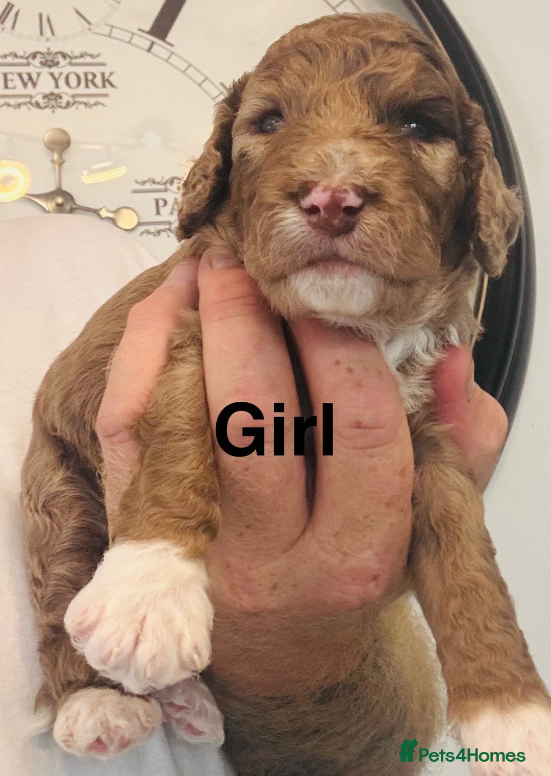 Cockapoo dogs for sale: stunning merle cockapoo puppies, ready 21st august - Image 7
